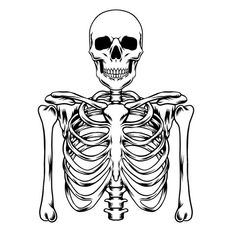 Skeleton .